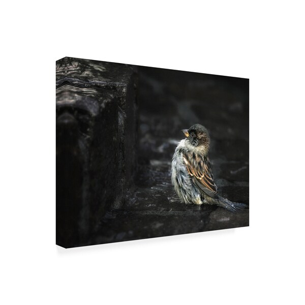 Holger Droste 'The Wall Birds' Canvas Art,24x32